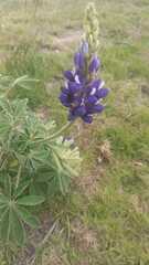 Lupinus pubescens