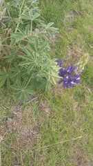 Lupinus pubescens