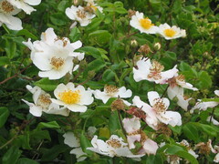Rosa sempervirens