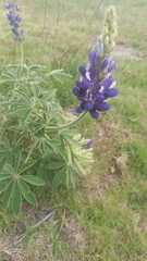 Lupinus pubescens