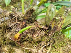 Maxillaria