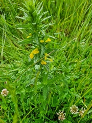 Bellardia viscosa