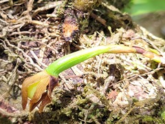 Maxillaria