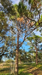 Pinus elliottii densa