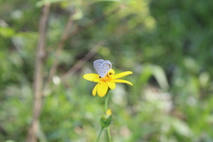 Cupido comyntas texana