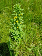 Bellardia viscosa