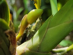Maxillaria