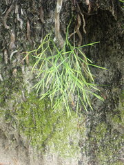 Psilotum