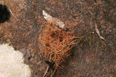 Usnea rubrotincta