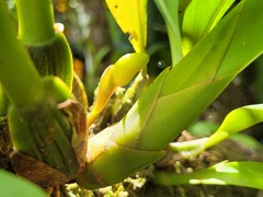 Maxillaria
