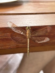 Neurothemis