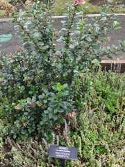 Lobularia maritima maritima