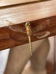 Neurothemis