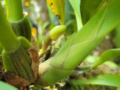 Maxillaria