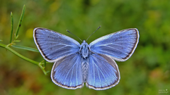 Polyommatus bollandi