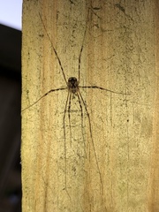 Phalangioidea