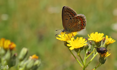 Polyommatus bollandi