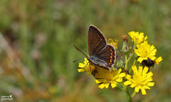 Polyommatus bollandi