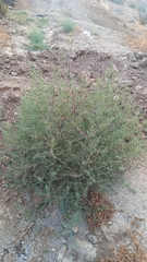 Salsola