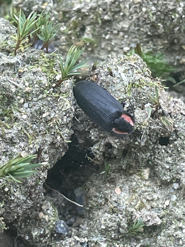 Pacific Northwest firefly