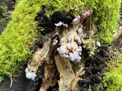 Stemonitis