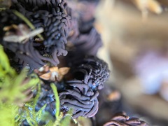 Stemonitis