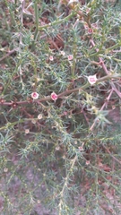 Salsola