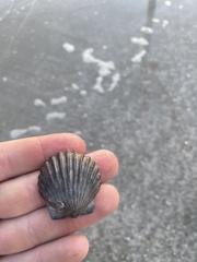 Argopecten irradians