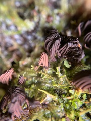 Stemonitis