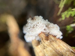 Stemonitis