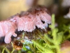 Stemonitis