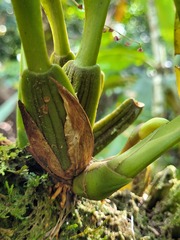 Maxillaria