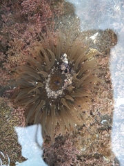 Parabunodactis imperfecta