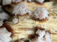Stemonitis