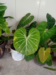 Philodendron gloriosum