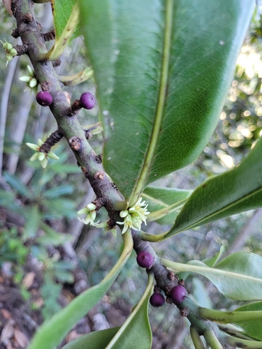 Pleiomeris canariensis, photograph 4