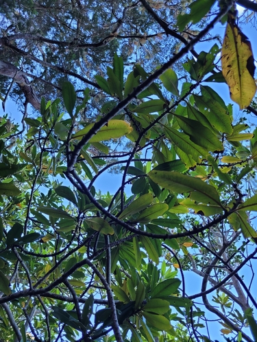 Pleiomeris canariensis, photograph 5