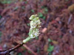 Acer macrophyllum