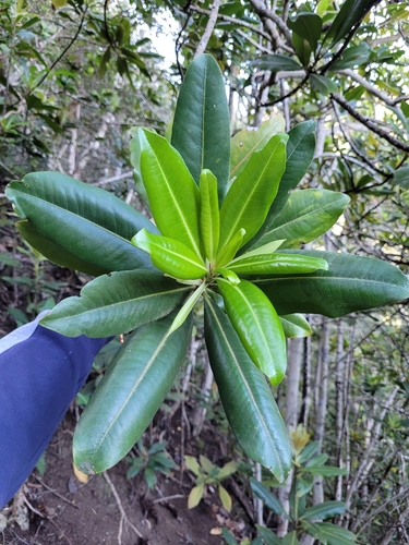 Pleiomeris canariensis, photograph 6