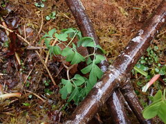 Corydalis scouleri