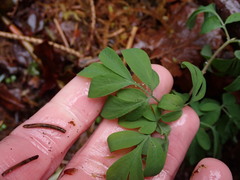 Corydalis scouleri