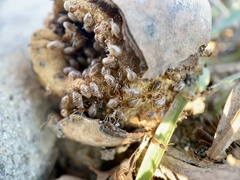 Tenuirostritermes