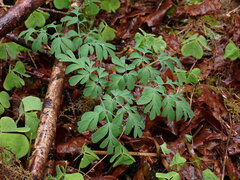 Corydalis scouleri