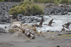 Branta canadensis maxima