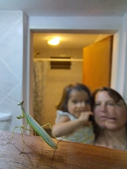 Pseudoxyops