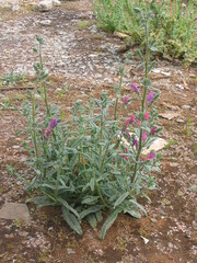 Echium tuberculatum