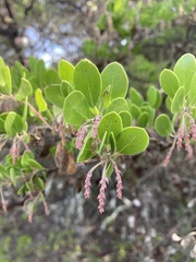 Arctostaphylos densiflora