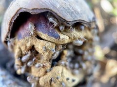 Tenuirostritermes