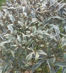 Clerodendrum quadriloculare