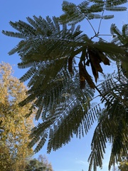 Schizolobium parahyba